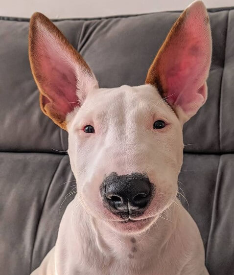 Bull Terriers: Hereditary English Aristocrats 25
