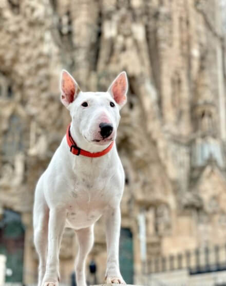 Bull Terriers: Hereditary English Aristocrats 29