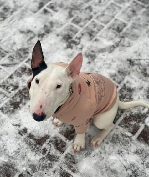 Bull Terriers: Hereditary English Aristocrats 28