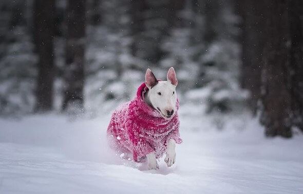 Bull Terriers: Hereditary English Aristocrats 27