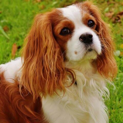 Cavalier King Charles Spaniel Dog 26