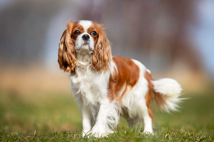 Cavalier King Charles Spaniel Dog 25