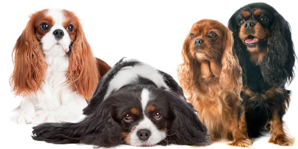 Cavalier King Charles Spaniel Dog 22