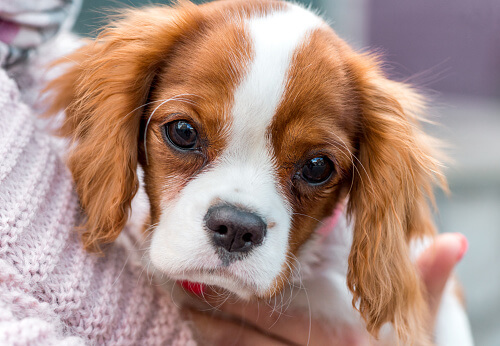 Cavalier King Charles Spaniel Dog 21