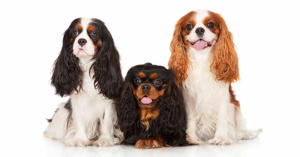 Cavalier King Charles Spaniel Dog 20