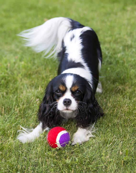 Cavalier King Charles Spaniel Dog 24