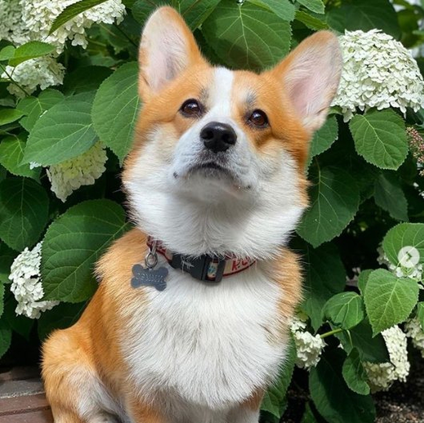 16 Amazing Facts About Corgis You Probably Never Knew 33 16 Amazing Facts About Corgis You Probably Never Knew 33