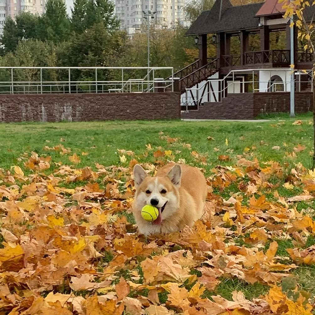 16 Amazing Facts About Corgis You Probably Never Knew 47 16 Amazing Facts About Corgis You Probably Never Knew 47