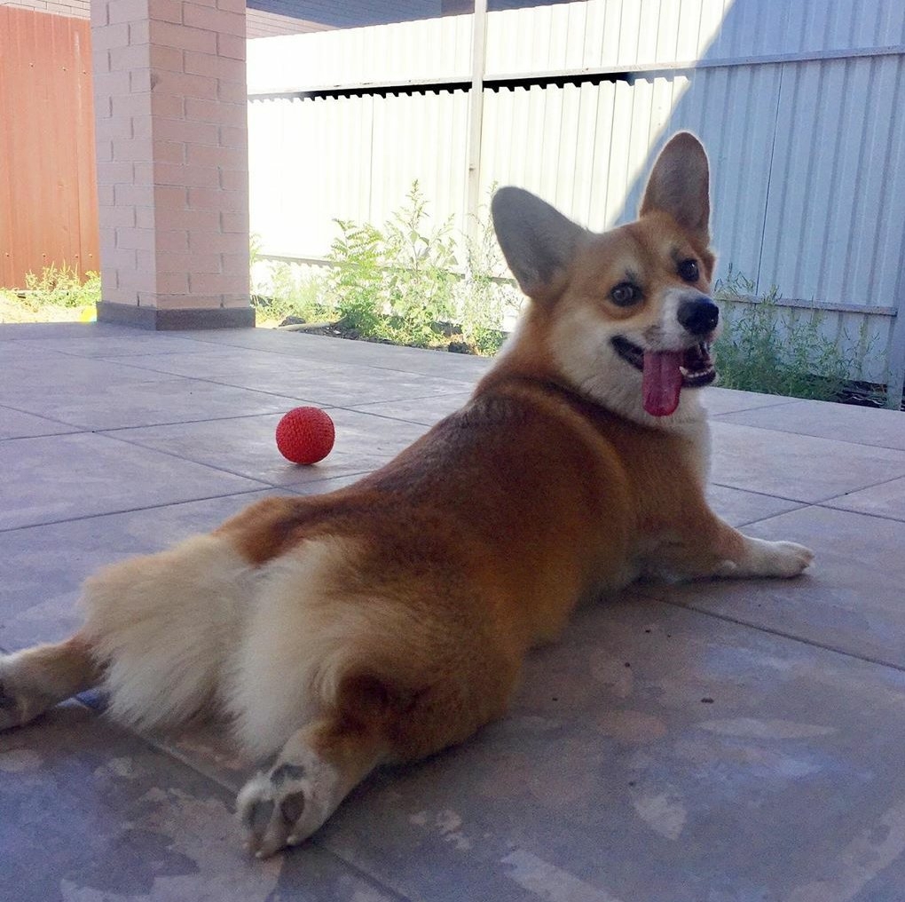 16 Amazing Facts About Corgis You Probably Never Knew 46 16 Amazing Facts About Corgis You Probably Never Knew 46