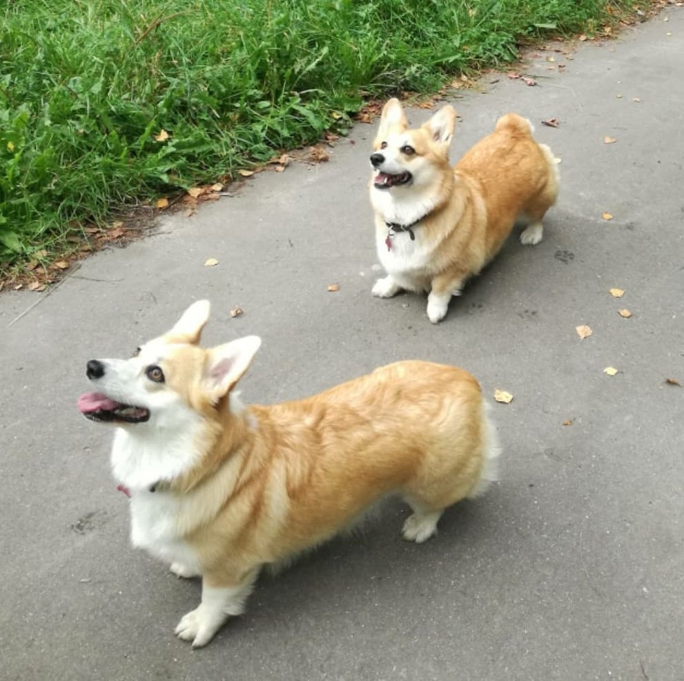 16 Amazing Facts About Corgis You Probably Never Knew 45 16 Amazing Facts About Corgis You Probably Never Knew 45