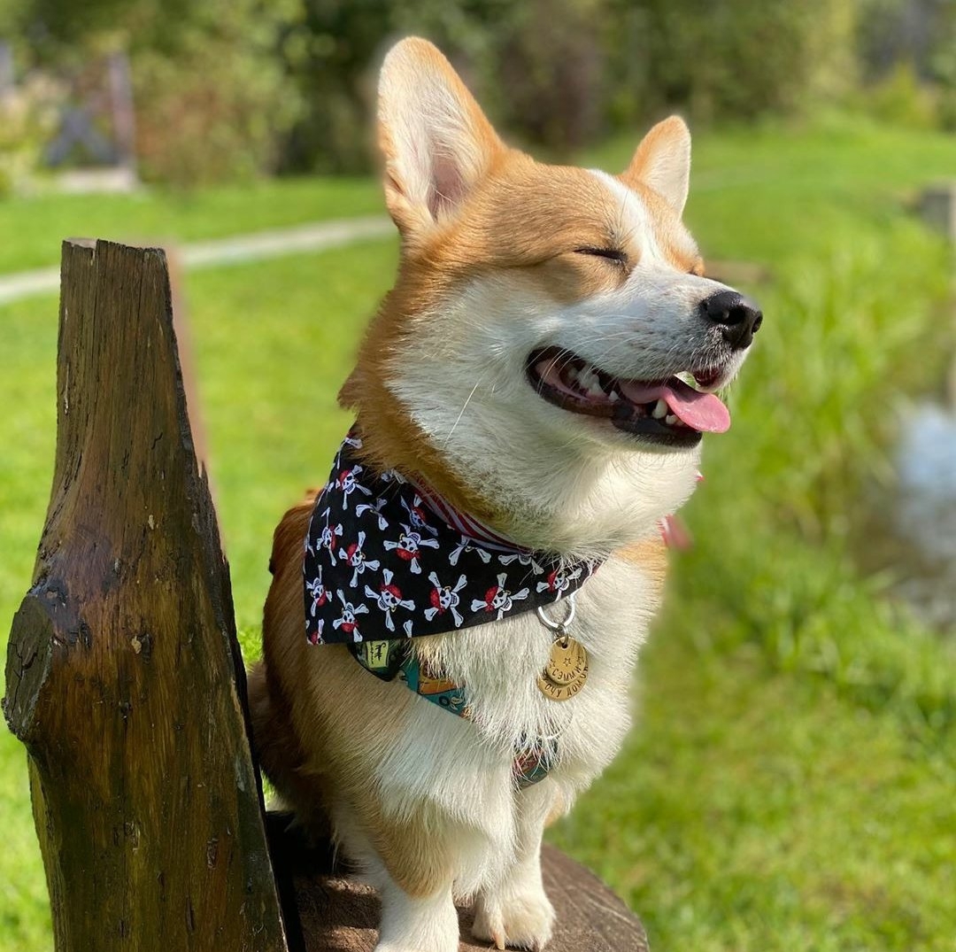 16 Amazing Facts About Corgis You Probably Never Knew 44 16 Amazing Facts About Corgis You Probably Never Knew 44