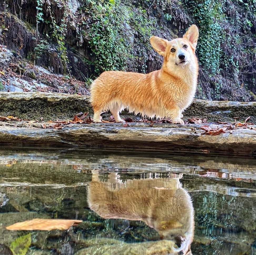 16 Amazing Facts About Corgis You Probably Never Knew 43 16 Amazing Facts About Corgis You Probably Never Knew 43