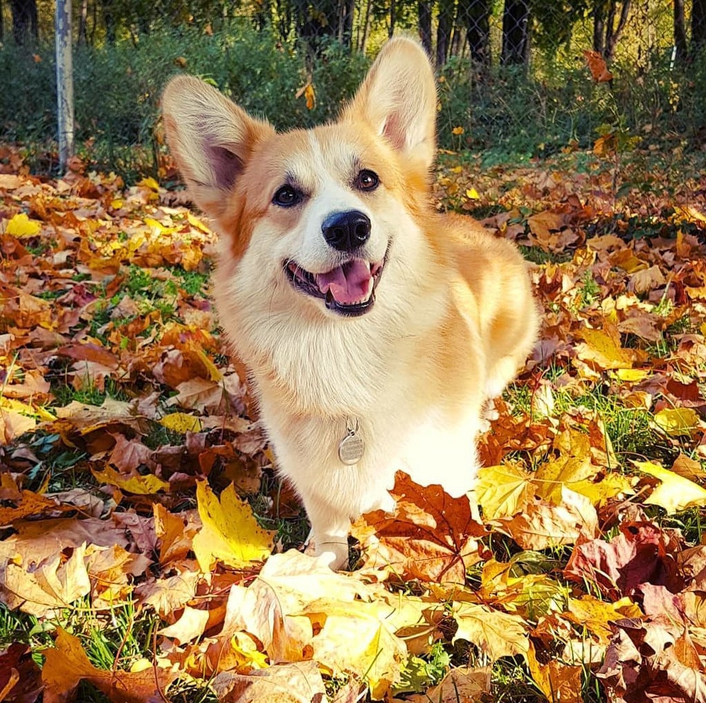 16 Amazing Facts About Corgis You Probably Never Knew 38 16 Amazing Facts About Corgis You Probably Never Knew 38