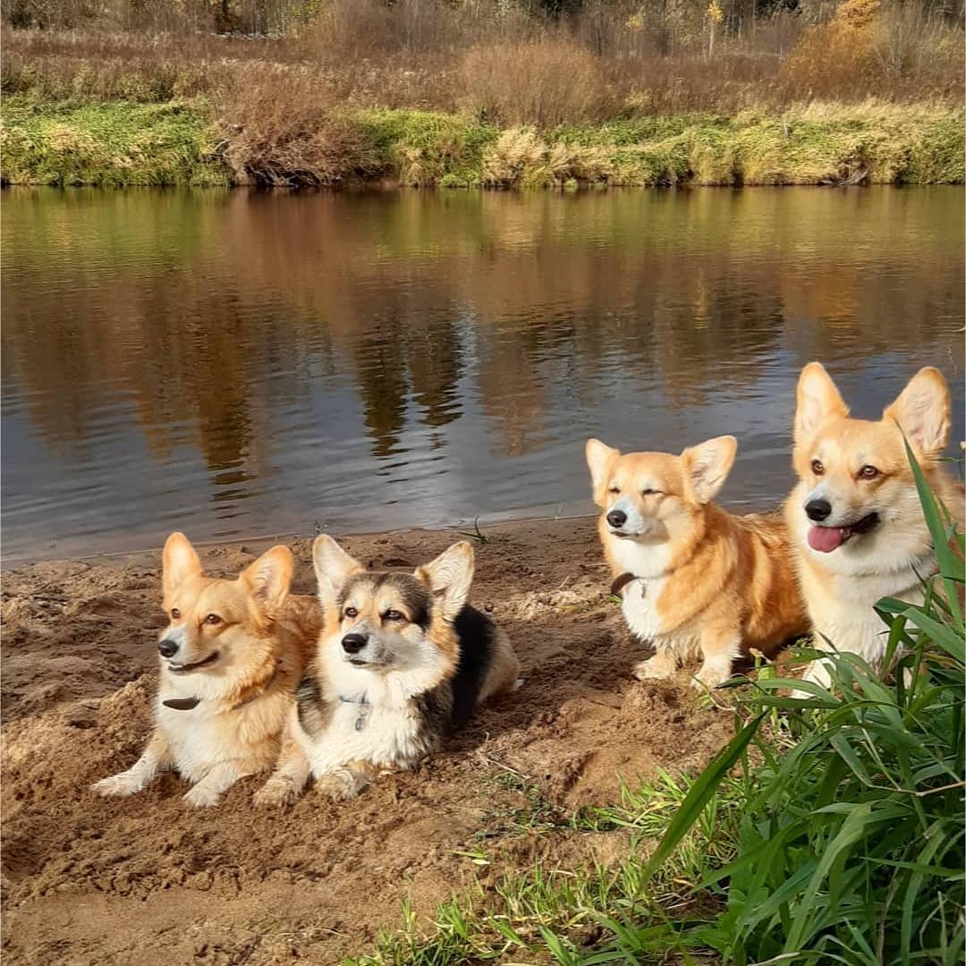 16 Amazing Facts About Corgis You Probably Never Knew 41 16 Amazing Facts About Corgis You Probably Never Knew 41