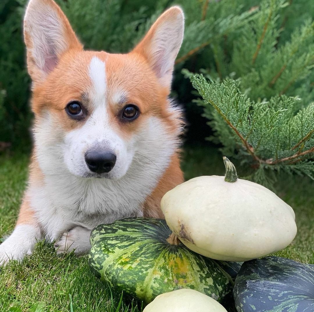 16 Amazing Facts About Corgis You Probably Never Knew 39 16 Amazing Facts About Corgis You Probably Never Knew 39