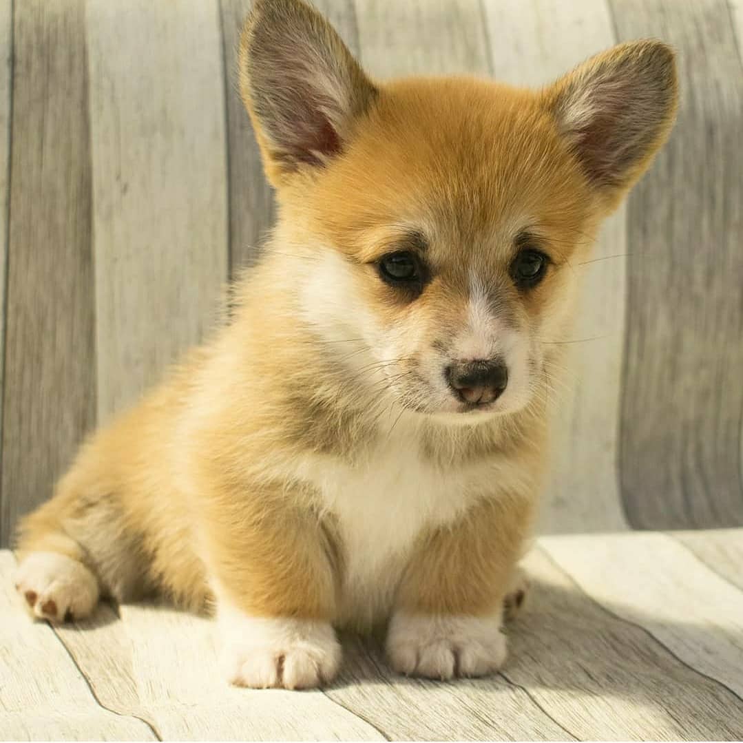 16 Amazing Facts About Corgis You Probably Never Knew 36 16 Amazing Facts About Corgis You Probably Never Knew 36