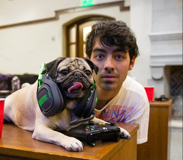 15 Celebrities Who Are Major Pug Lovers 36 15 Celebrities Who Are Major Pug Lovers 36
