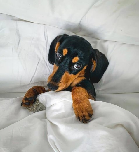 Dachshunds: Combinations of Smart and Beauty 28
