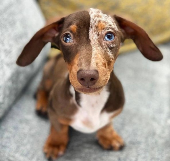 Dachshunds: Combinations of Smart and Beauty 21