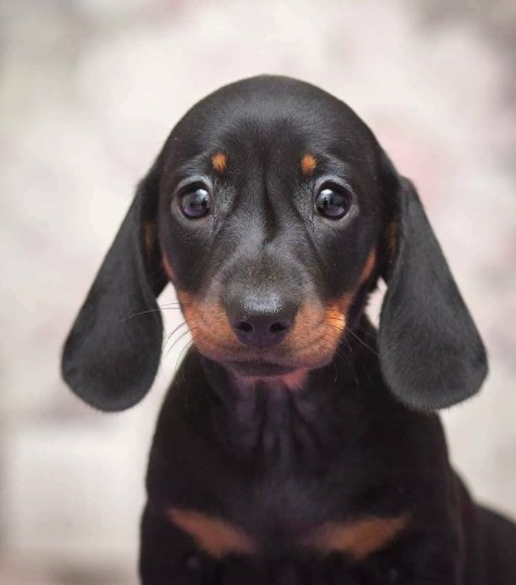 Dachshunds: Combinations of Smart and Beauty 29
