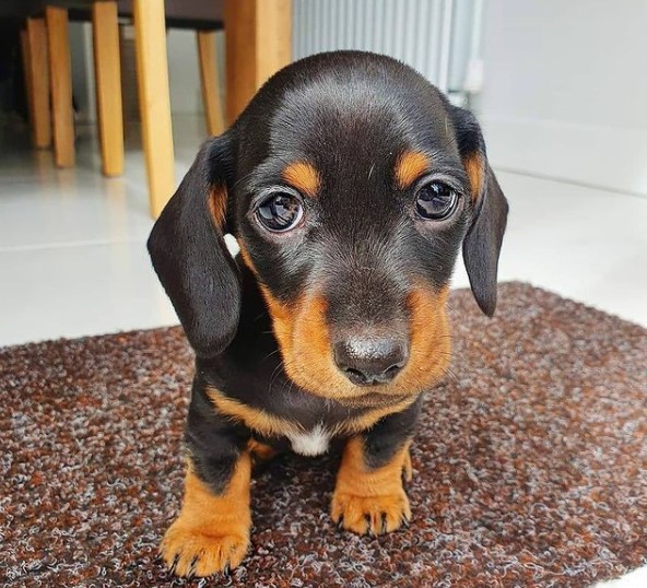 Dachshunds: Combinations of Smart and Beauty 23