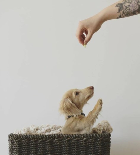 Dachshunds: Combinations of Smart and Beauty 27