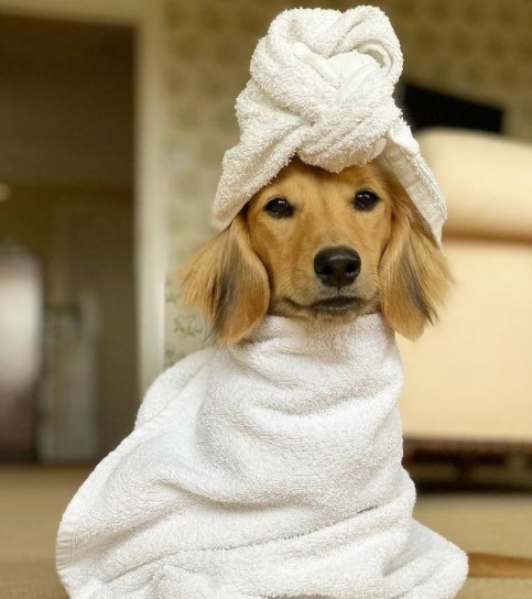 Dachshunds: Combinations of Smart and Beauty 26