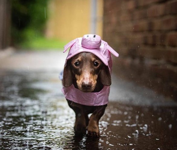 Dachshunds: Combinations of Smart and Beauty 24