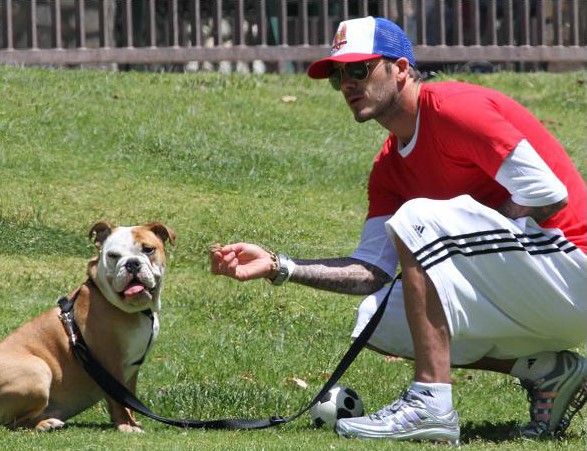 15 Celebrities Who Are Major English Bulldog Lovers 10