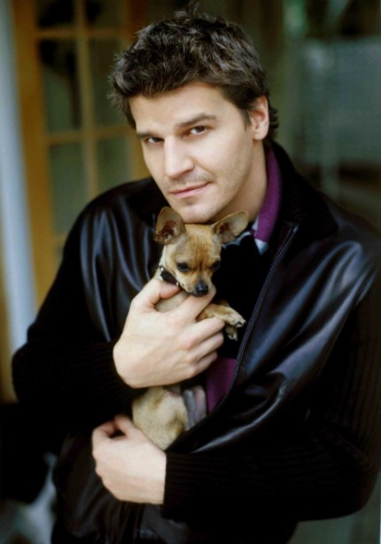 15 Celebrities Who Are Major Chihuahua Lovers 11