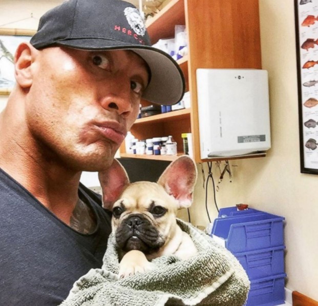 16 Celebrities Who Are Major French Bulldog Lovers 9