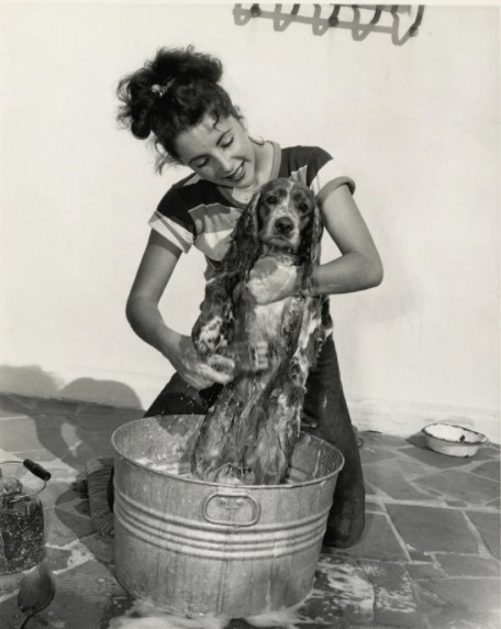 15 Celebrities Who Are Major Cocker Spaniel Lovers 9