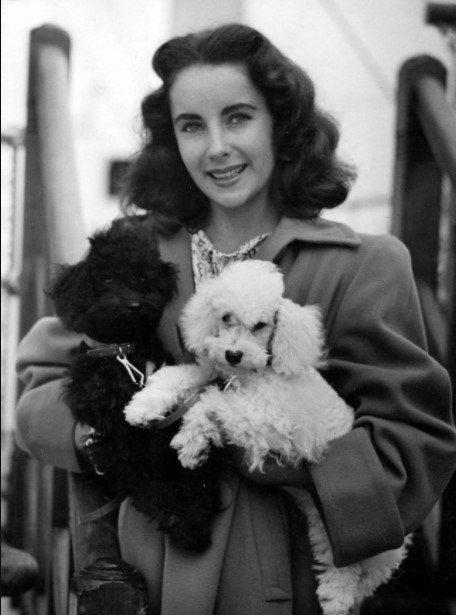 16 Celebrities Who Are Major Poodle Lovers 9