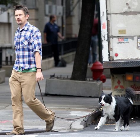 12 Celebrities Who Are Major Border Collie Lovers 10