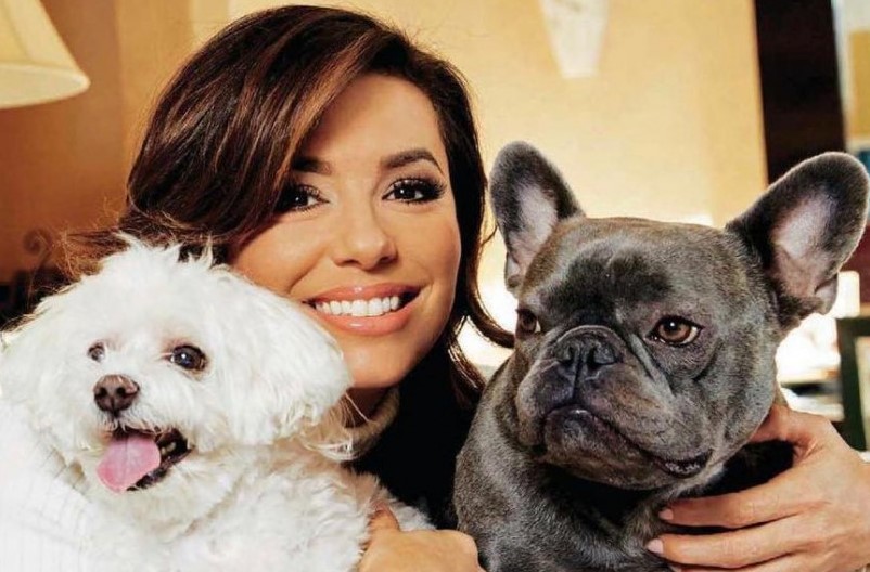 16 Celebrities Who Are Major French Bulldog Lovers 10