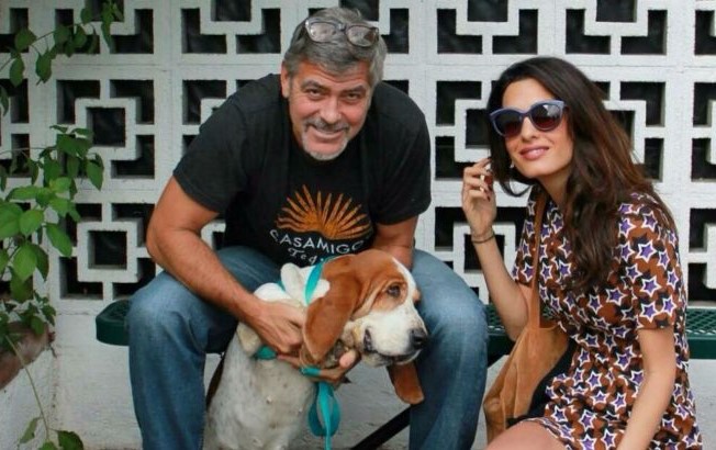 13 Celebrities Who Are Major Basset Hound Lovers 9