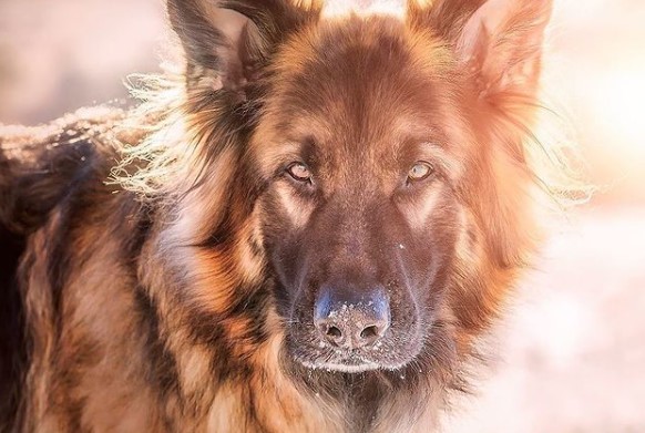 German Shepherds: Smart Service Dogs 21