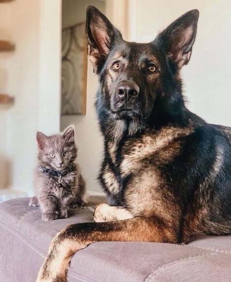 German Shepherds: Smart Service Dogs 25