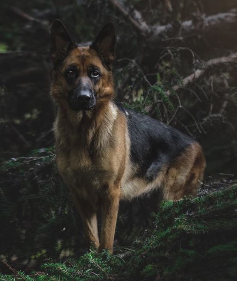 German Shepherds: Smart Service Dogs 24