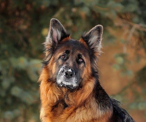 German Shepherds: Smart Service Dogs 23