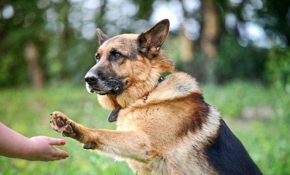 German Shepherds: Smart Service Dogs 25