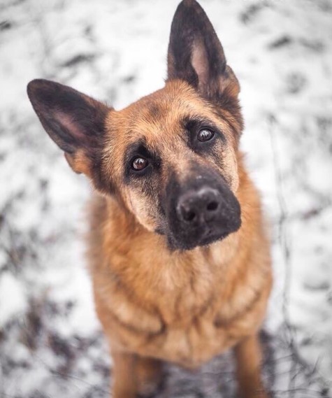 German Shepherds: Smart Service Dogs 28