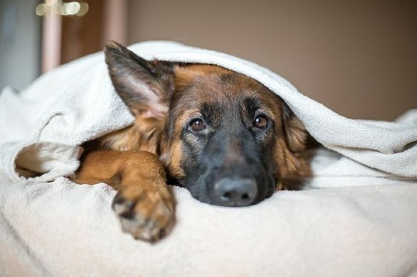 German Shepherds: Smart Service Dogs 26