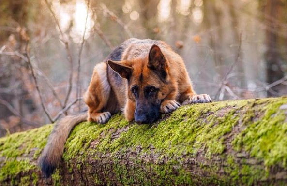 German Shepherds: Smart Service Dogs 22
