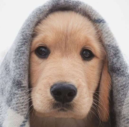 Golden Retrievers: Intelligent Family Companions 21