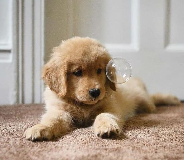 Golden Retrievers: Intelligent Family Companions 22