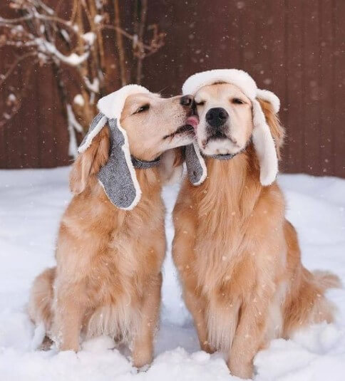 Golden Retrievers: Intelligent Family Companions 24