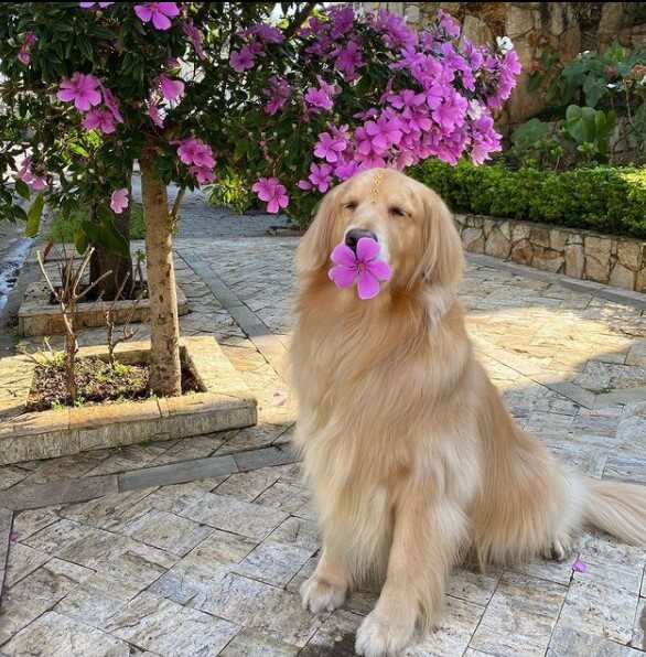 Golden Retrievers: Intelligent Family Companions 25