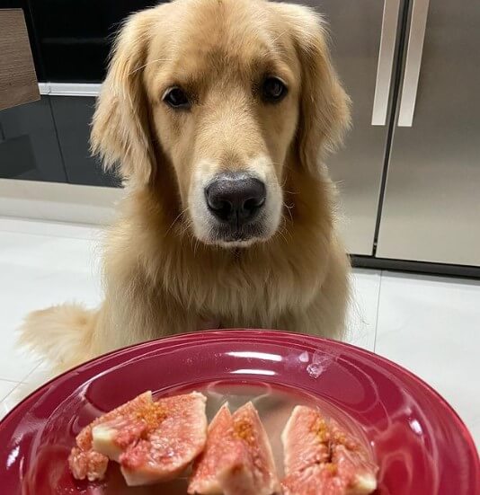 Golden Retrievers: Intelligent Family Companions 26