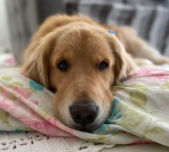 Golden Retrievers: Intelligent Family Companions 28